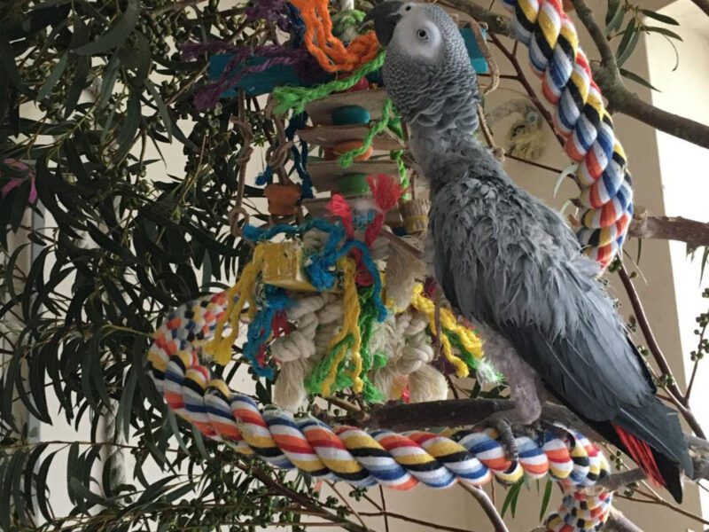 An african grey parrot, reaching for eucalpytus branches