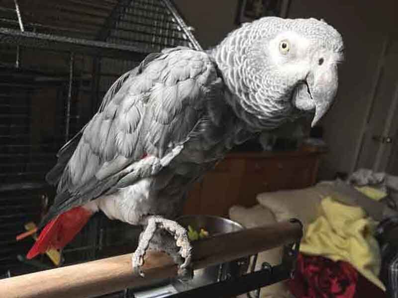 Mickey - African Grey Parrot