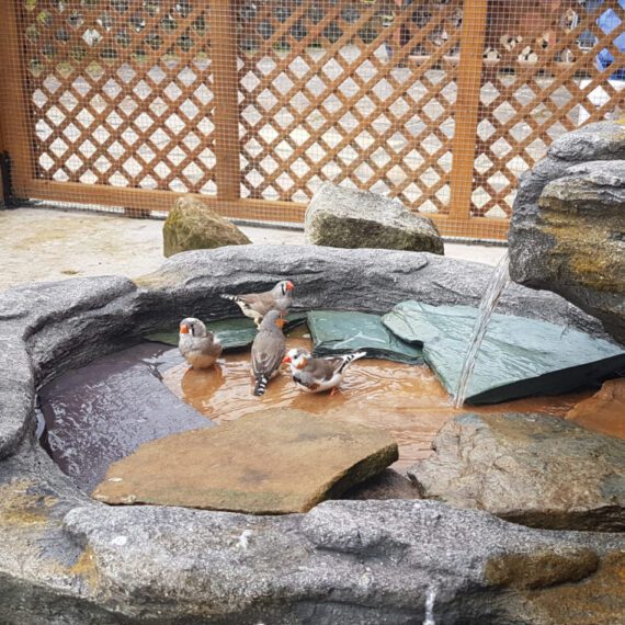 A water source purely for bathing is a great way to provide enrichment.