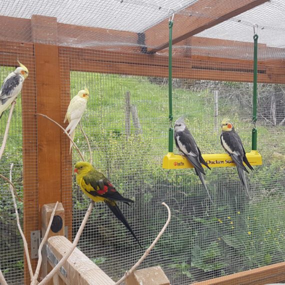 Small birds sitting on swings and perches inside the aviary