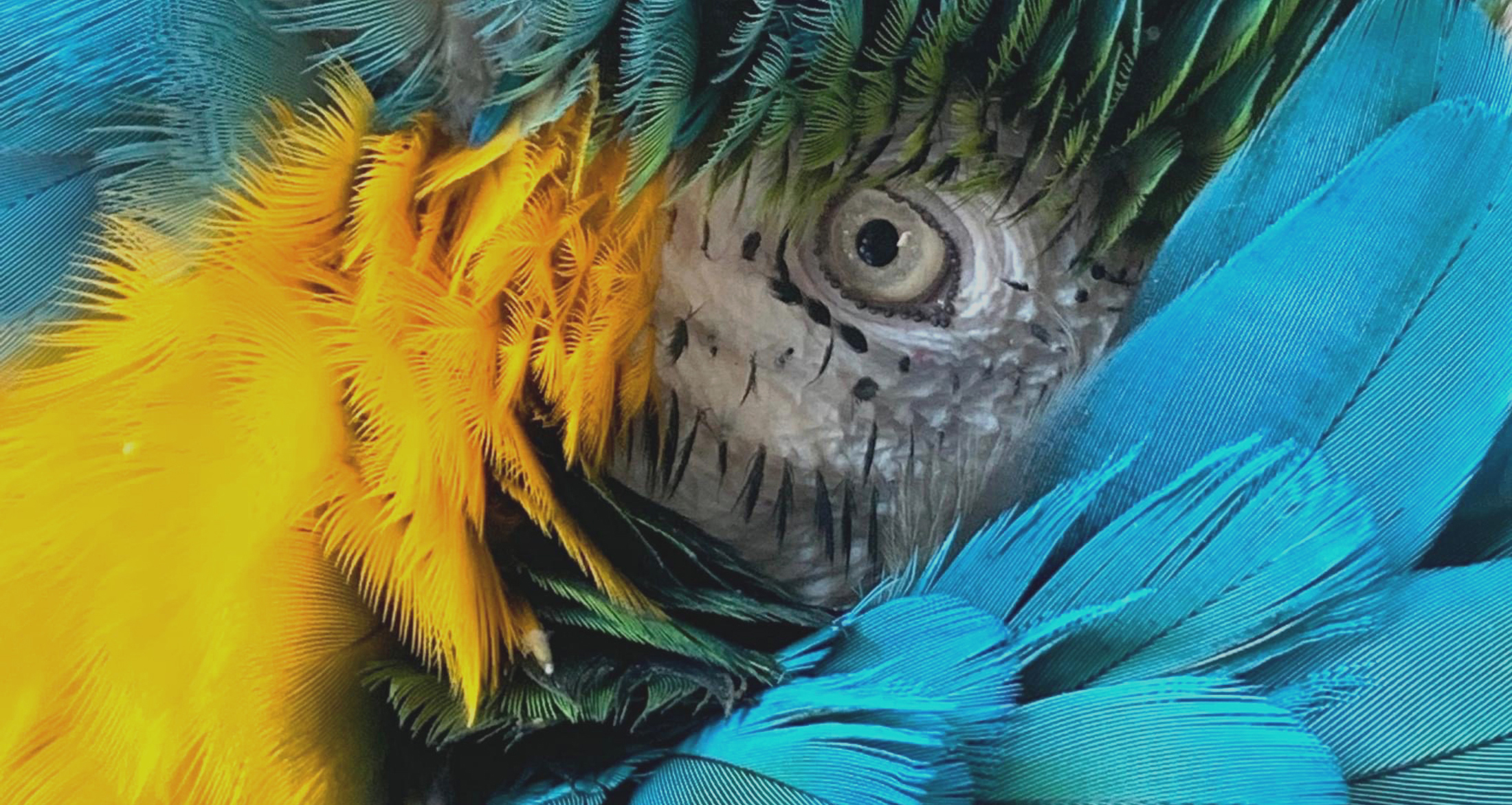 Macaw toys deals