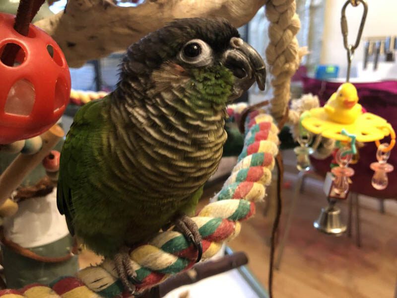 Rani - green cheek conure
