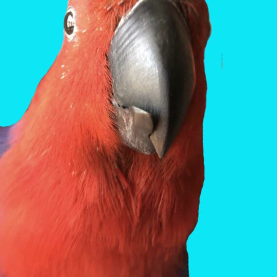 Female eclectus parrot with scissor beak