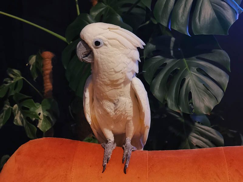 Featured image of Umbrella cockatoo called barney
