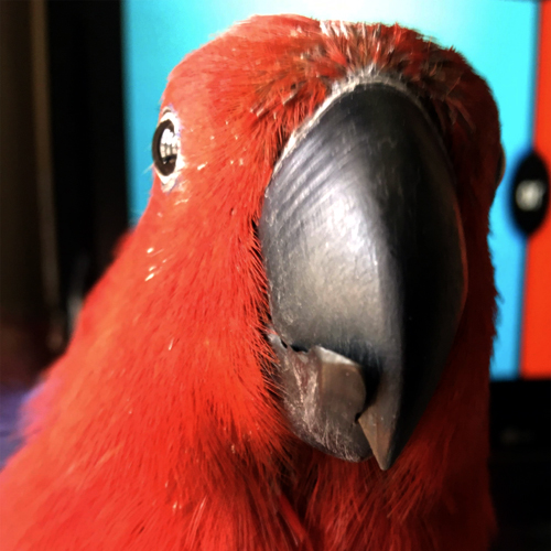 Rosie - Eclectus Parrot