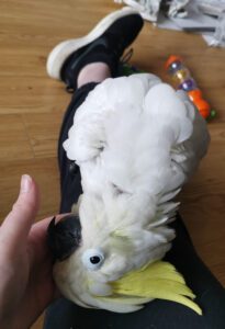 joey cockatoo perched on a knee being petted