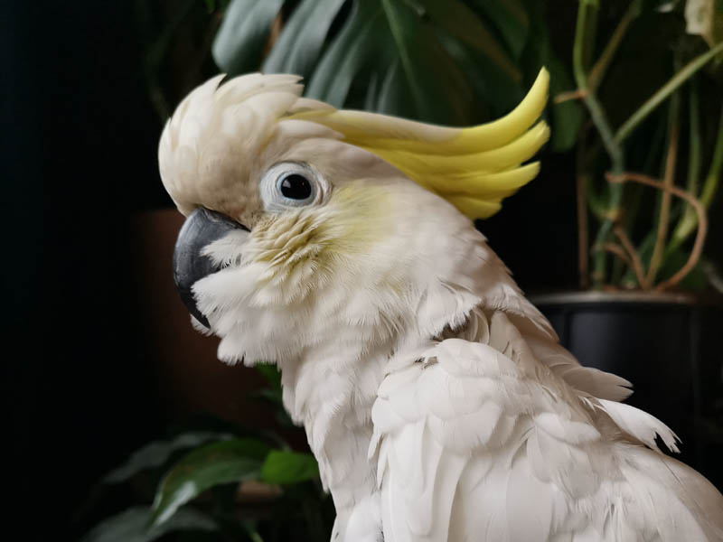 Joey - a sulphur crested cockatoo